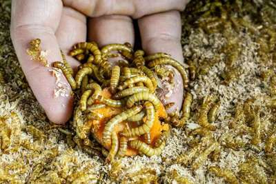 虫蛋白革命 资本重注，宠物食品的下一个千亿风口？